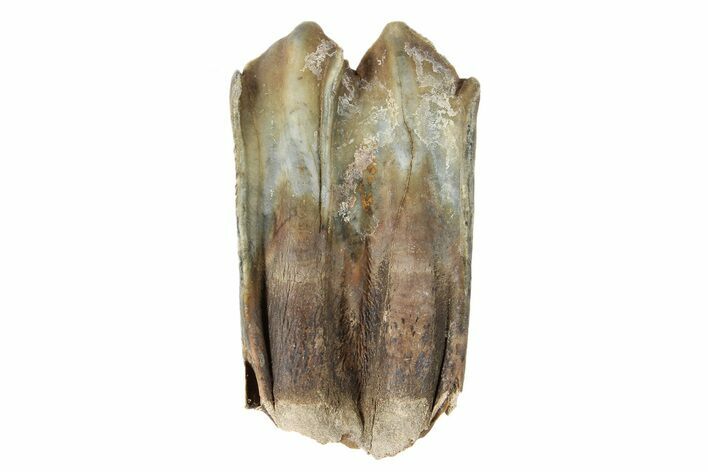 Pleistocene Fossil Steppe Bison Tooth - Siberia #252063